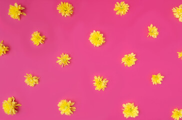 A natural wallpaper made of yellow dandelion flower heads on magenta background. Spring summer nature concept. Flat lay