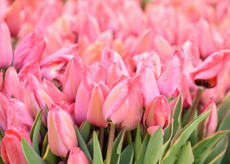 Obraz premium Close up on bunch of pink tulips close together.