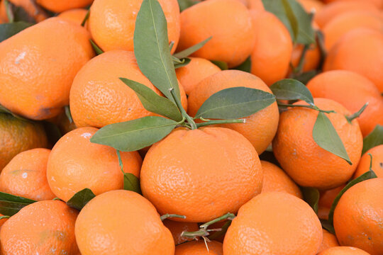 Close up of Super Sweet Mandarin Murcott citrus fruit piled up. Freshly picked with leaves still on many of the fruit. A variety of tangerine.