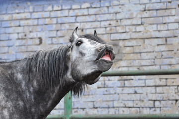 Funny portrait of a snorting horse. Grey horse smiling and looking at the camera