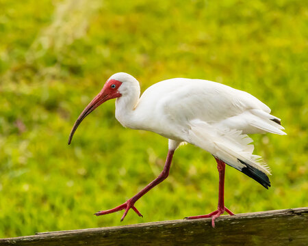 White Ibis walking on a fence rail