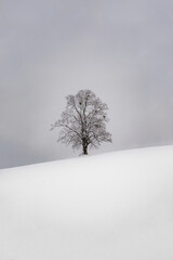 Baum, Winter, einsamer Baum, Hügel