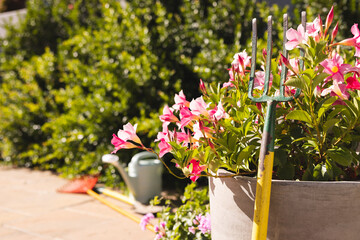 Close up of pink flowers and rake over watering can and shovel in garden