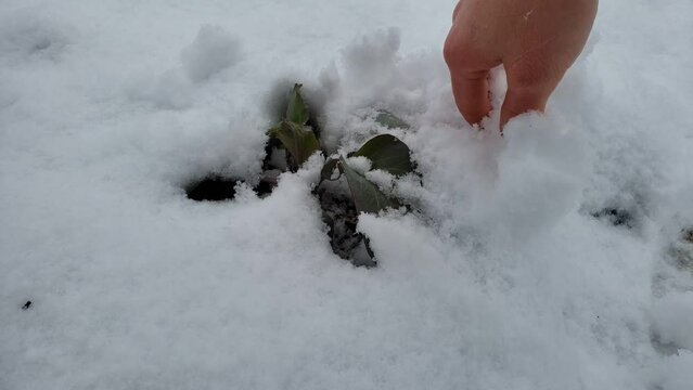Close up kohlrabi plants covered in layer of snow after surprise winter comeback in early spring. 