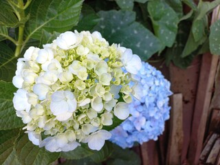 bouquet of white roses