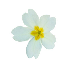 Fototapeta na wymiar Primula vulgaris white flower isolated on white