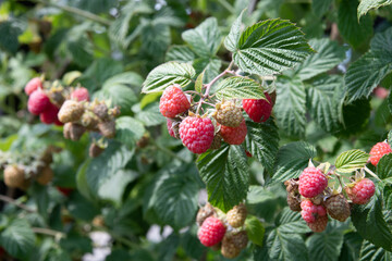 abundance of red ripe raspberries on the bushes in the garden, fresh berries