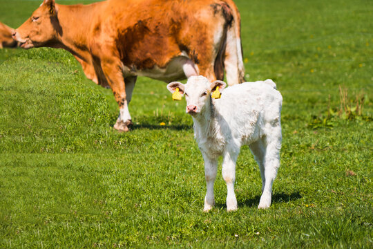 becerro vaca bebé blanco afuera en un pasto verde