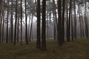 foggy winter pine forest
