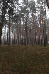 foggy winter pine forest