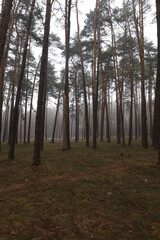 foggy winter pine forest