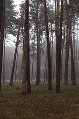 foggy winter pine forest