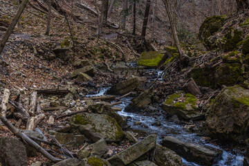 river in the woods