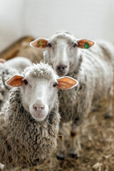 Portrait of Sheep looking at camera on the farm