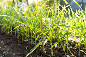 young feathers of garlic, tops of garlic growing in the open ground, the concept of gardening and growing eco products