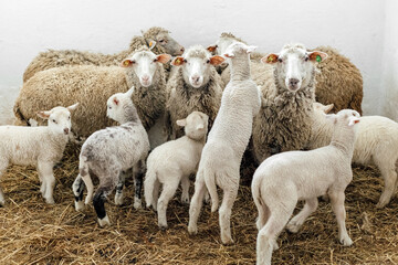 Naklejka na ściany i meble Sheeps and little lambs looking at camera on the farm