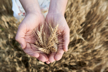 Women hands holding wheat from above