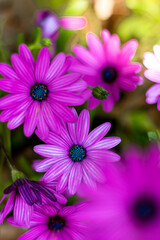 Obraz premium Close up of violet flowers in a garden, Beautiful white and violet flowers in a garden. Close-up of beautiful flower petals in a garden