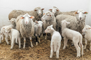 Flock of sheeps and lambs on the farm