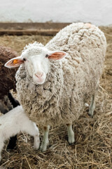 Fototapeta premium Portrait of Sheep looking at camera on the farm