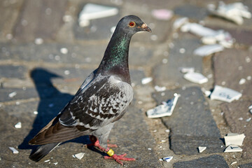 Pigeon close-up, portrait of a beautiful pigeon.