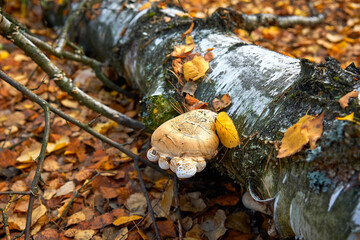 Tree fungus on a fallen tree trunk in the autumn forest.