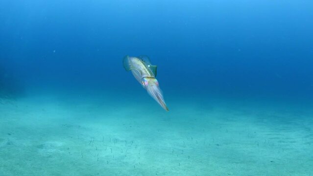 Cuttlefish Swimming In Blue Tranquil Sea - Oranjestad, Sint Eustatius