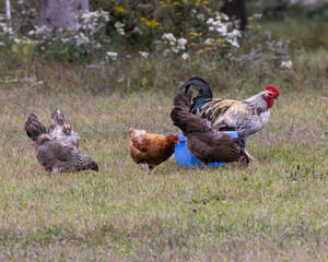 range chickens and a rooster