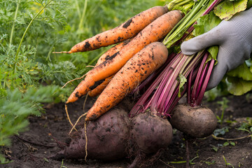 bio vegetables in the hands of a farmer, carrots and beets dug out of the ground, a good harvest of eco products - obrazy, fototapety, plakaty