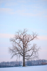 Fototapeta na wymiar 冬の大木