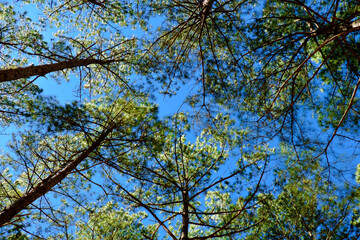green pine trees and beautiful blue sky