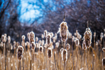 grass in the wind