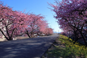 Obraz premium 国分川沿い咲く河津桜と菜の花 早春 （高知県 高知市 大津乙）