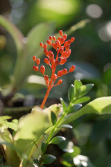 サンゴアナナス