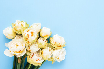 Obraz na płótnie Canvas Narcissus flowers on a blue background. Mothers Day, Valentines Day, birthday celebration concept