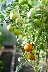 healthy orange ripening tomatoes on a branch of a shrub in a greenhouse, summer vegetables, the concept of gardening and harvesting
