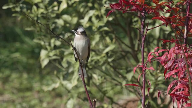 Bird stay on branch and fly away, light-vented bulbul (Pycnonotus sinensis formosae) is an endemic songbird of Taiwan. Active, fearless, adventurous, and adaptive to urban environment.