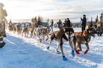 Whitehorse, Yukon Territory, Canada - February 11th 2023: YUKON QUEST Professional Dog Sledding Mushing Race from Canada to Alaska during winter season. 