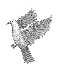 Doves hand drawn illustration. Vector line art illustration