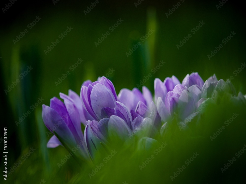 Poster Wild Crocus Flowers in Grass