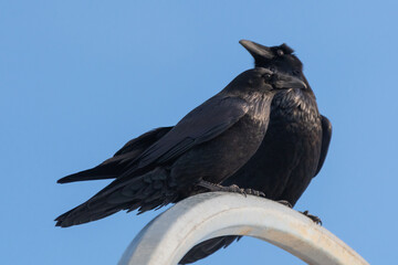 Two ravens perched together embracing in cute, family, love themed photo. Blue sky background, seen in Yukon Territory, Canada. 