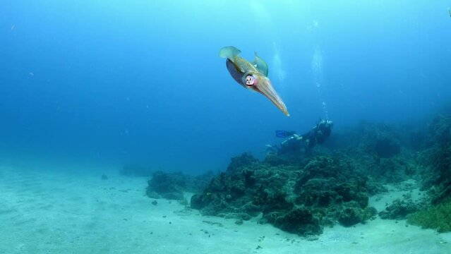 Cuttlefish Swimming By Snorkeler In Sea During Vacation - Oranjestad, Sint Eustatius
