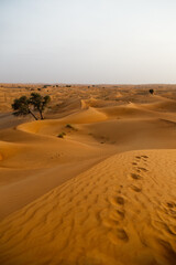 Fototapeta na wymiar Desert sand dunes at Liwa Oasis UAE