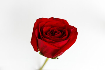 Single red rose with white background