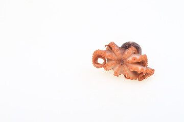 Cooked octopus on a white background