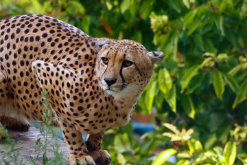 cheetah predator nature safari portrait