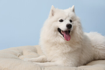 Cute Samoyed dog lying on pet bed near blue wall