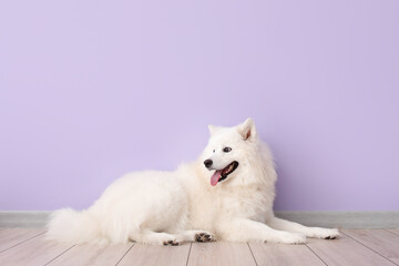 White Samoyed dog lying near lilac wall