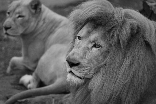 lion king portrait black and white photo