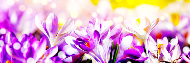 Fototapeta premium Blooming purple crocus flowers in a soft focus on a sunny spring day